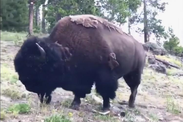 Susto en Yellowstone cuando un bisonte embiste a una niña de 9 años