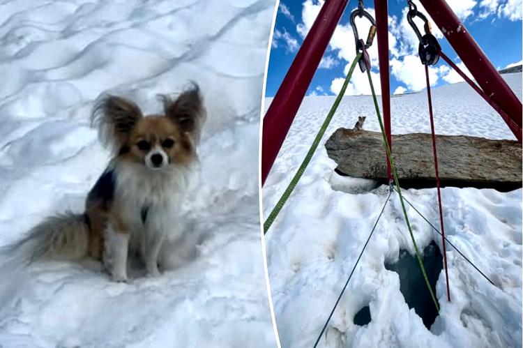 Un chihuahua salva a su dueño tras caer ocho metros en una grieta de un glaciar en Suiza