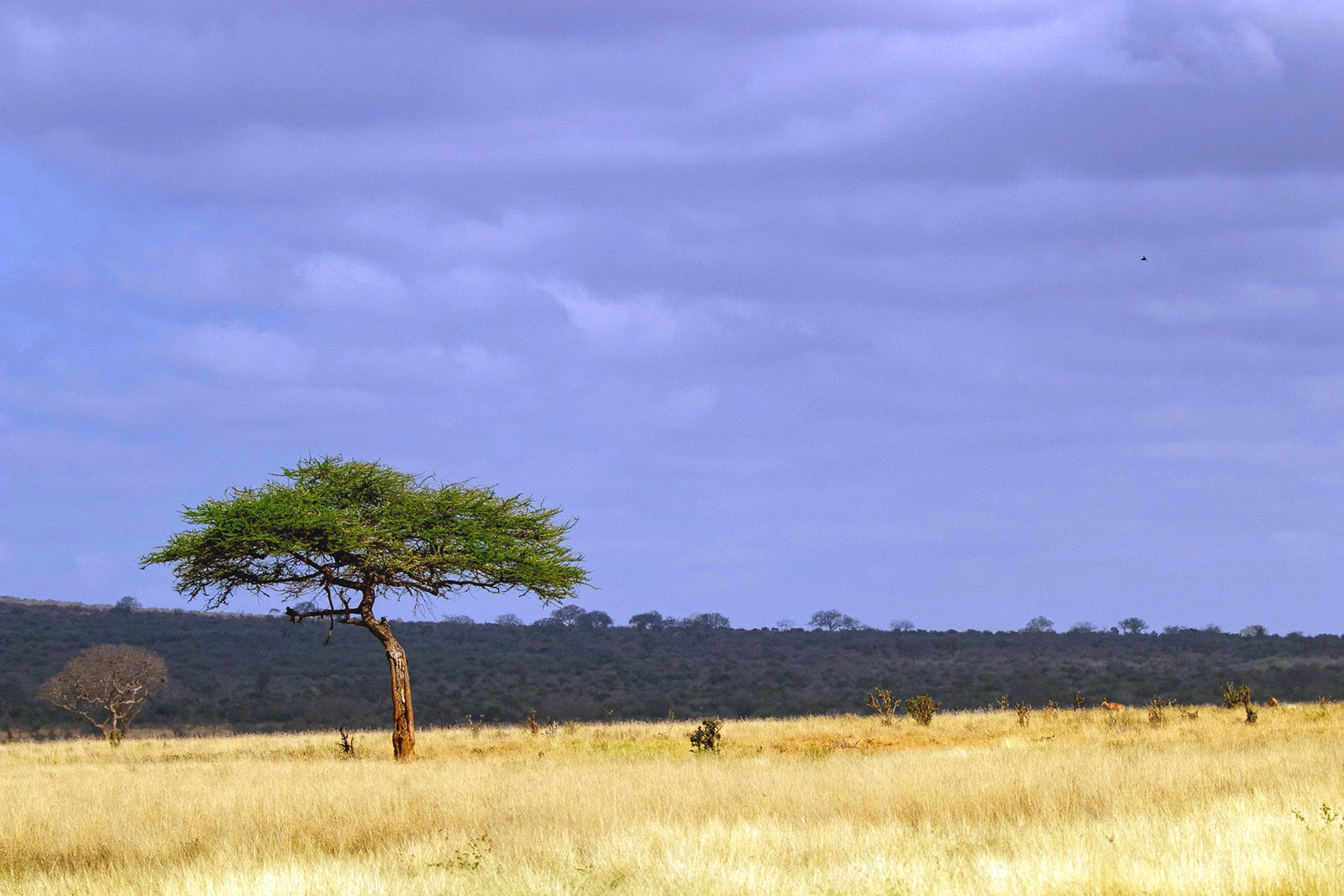 acacia-africana-pixabay.jpg