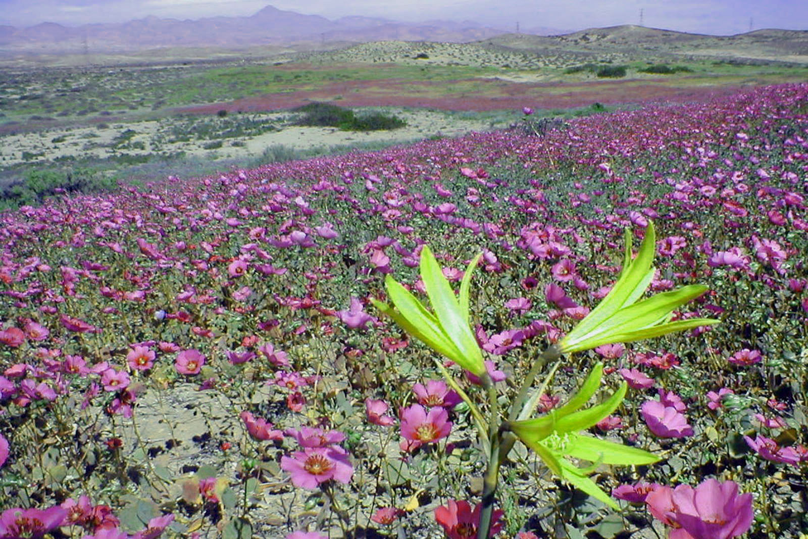 desierto-de-atacama-florido-wikipedia-org.jpg
