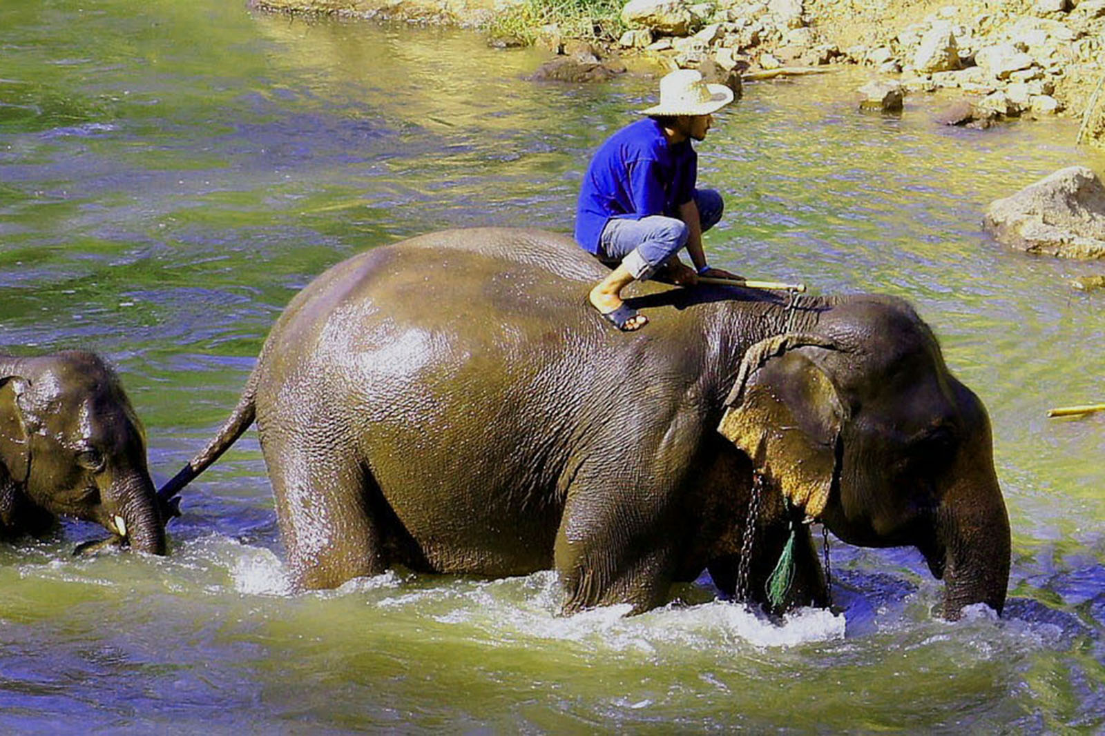 elefante-chiangmai-tailandia-©-pixabay.jpg