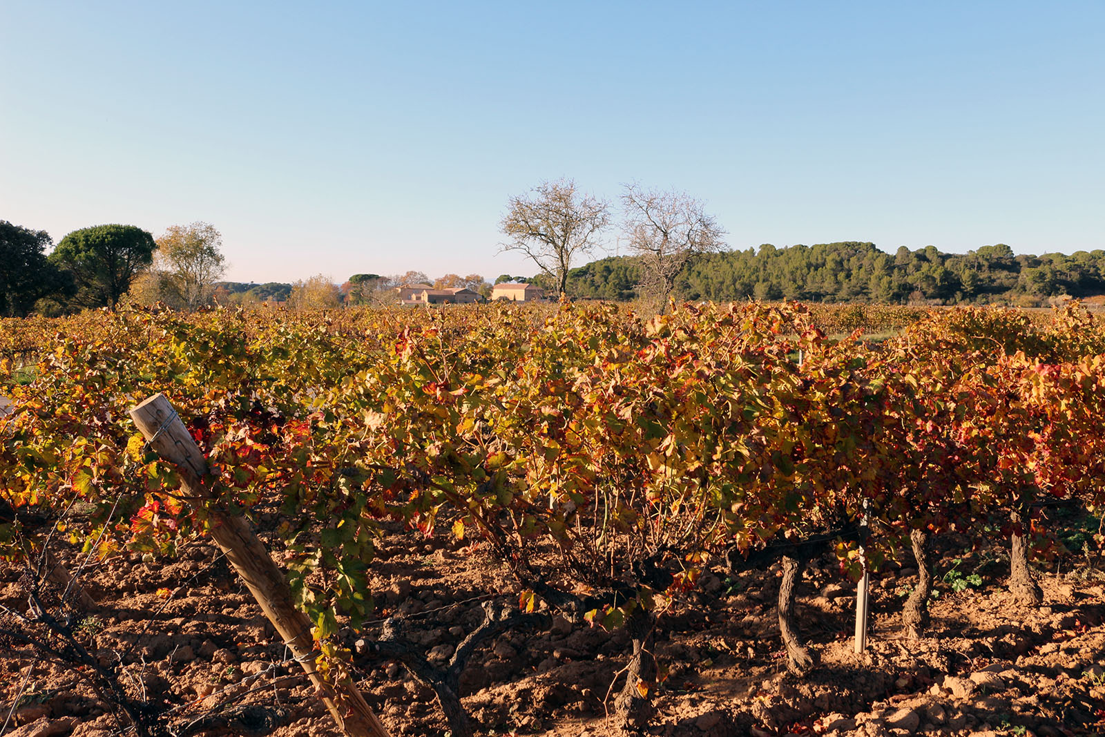 foto40_Carcassone_viñedos_©_lugares_de_aventura_0.jpg