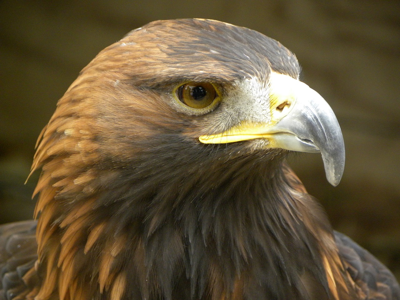 golden-eagle-eagle-1487227_1280.jpg