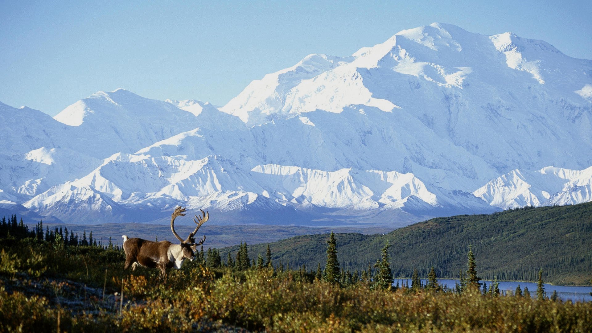 Alces en el Parque Nacional del Denali