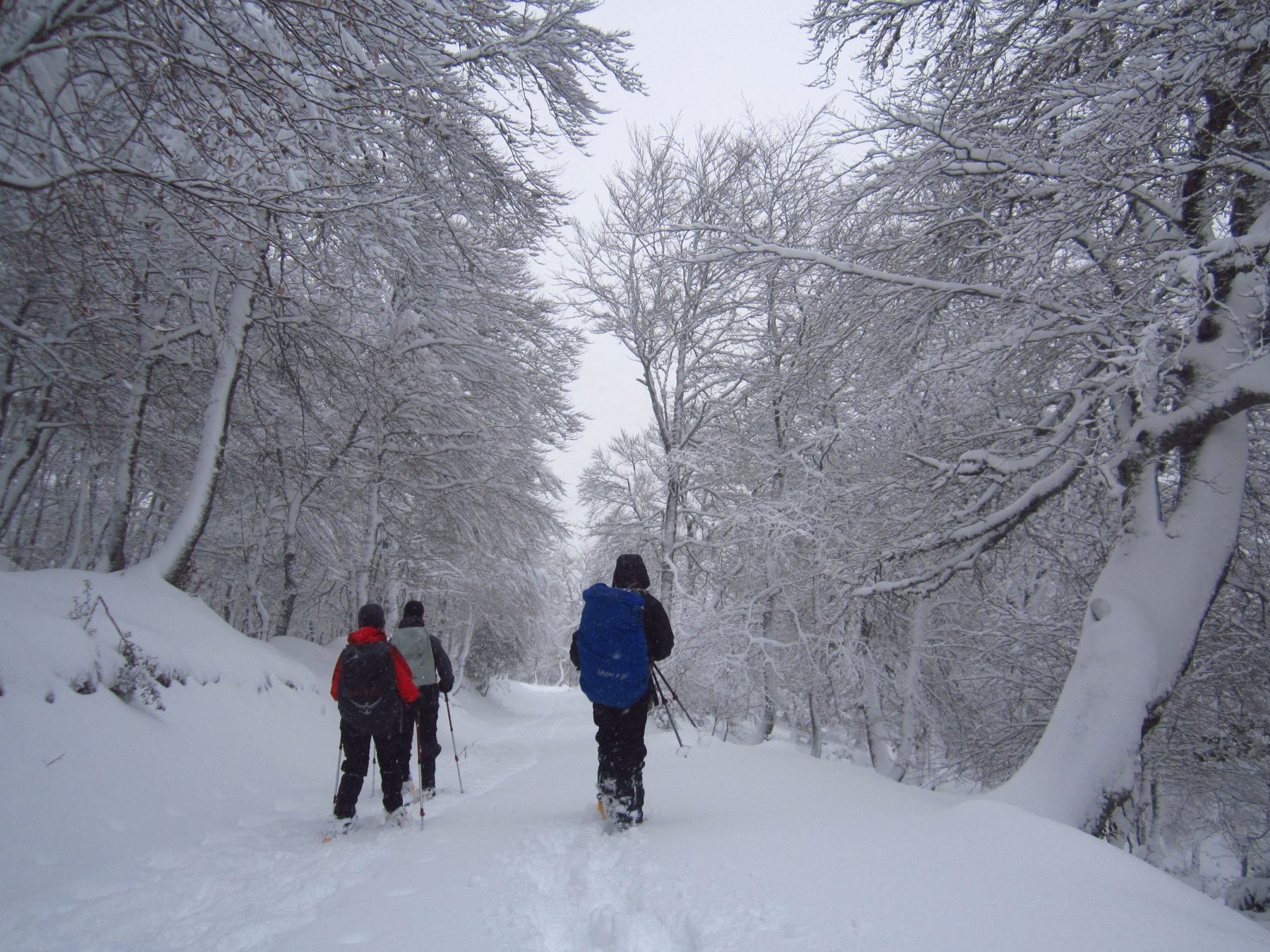 Prueba el senderismo con raquetas de nieve ¡engancha!