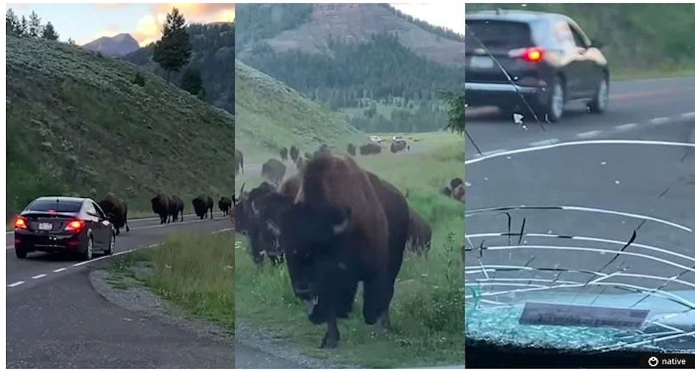 Nuevo susto en Yellowstone: una familia queda atrapada en medio de una estampida de bisontes