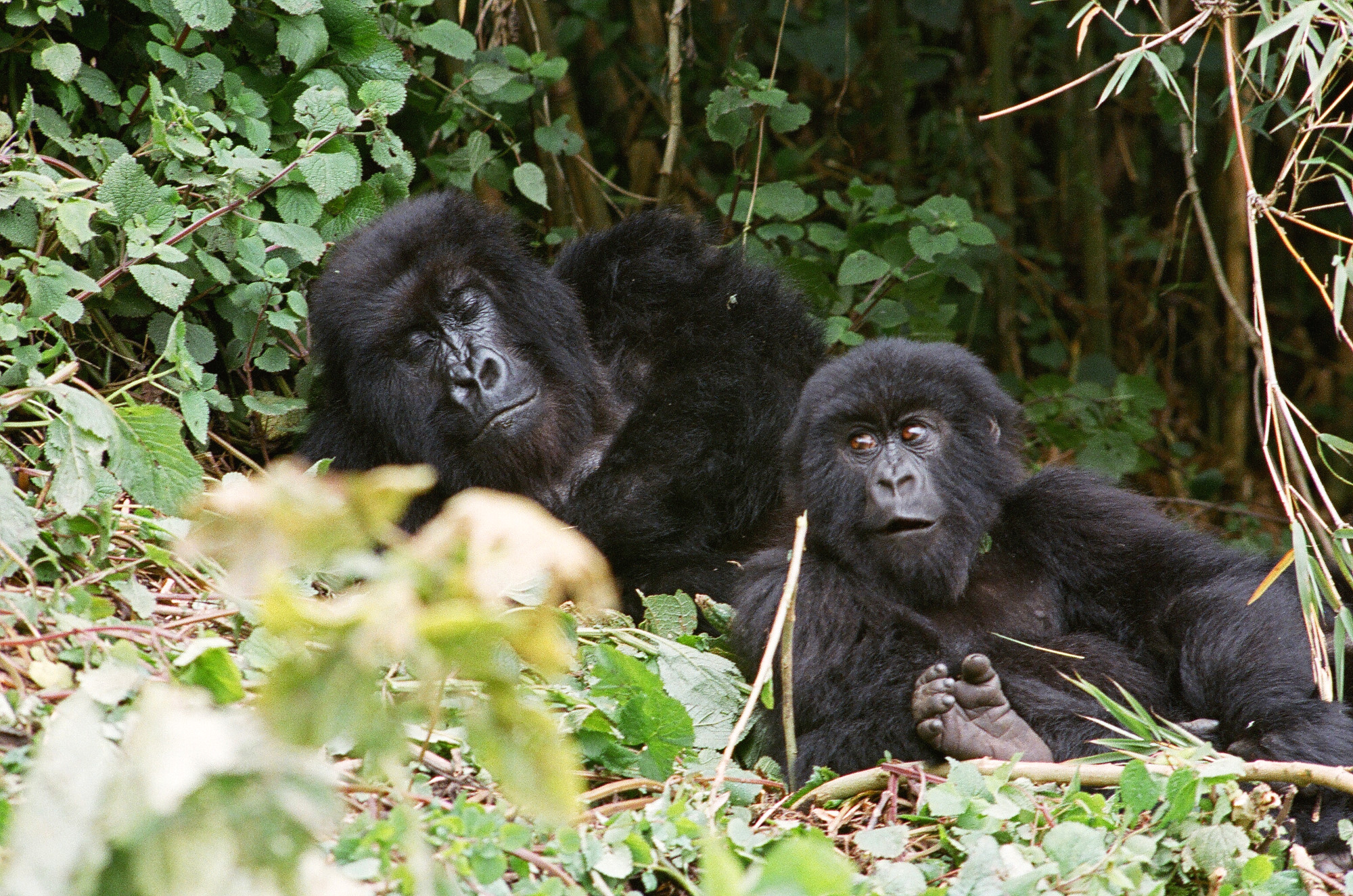 Una aventura en busca de los imponentes Gorilas de Ruanda