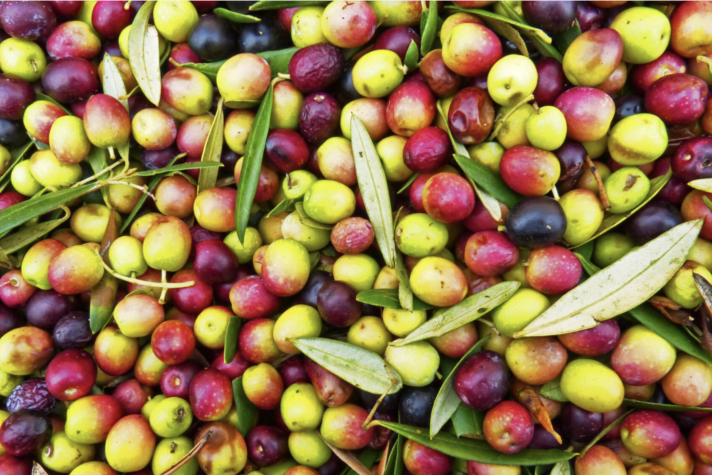 Aceitunas Lleida