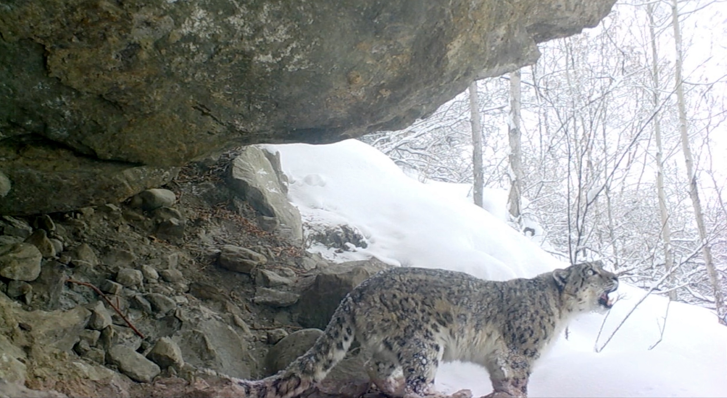 Filman al leopardo de las nieves, en peligro de extinción, en diversas partes de Asia