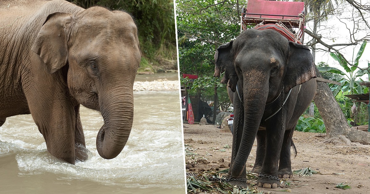 Miles de elefantes utilizados para el turismo se mueren de hambre en Tailandia