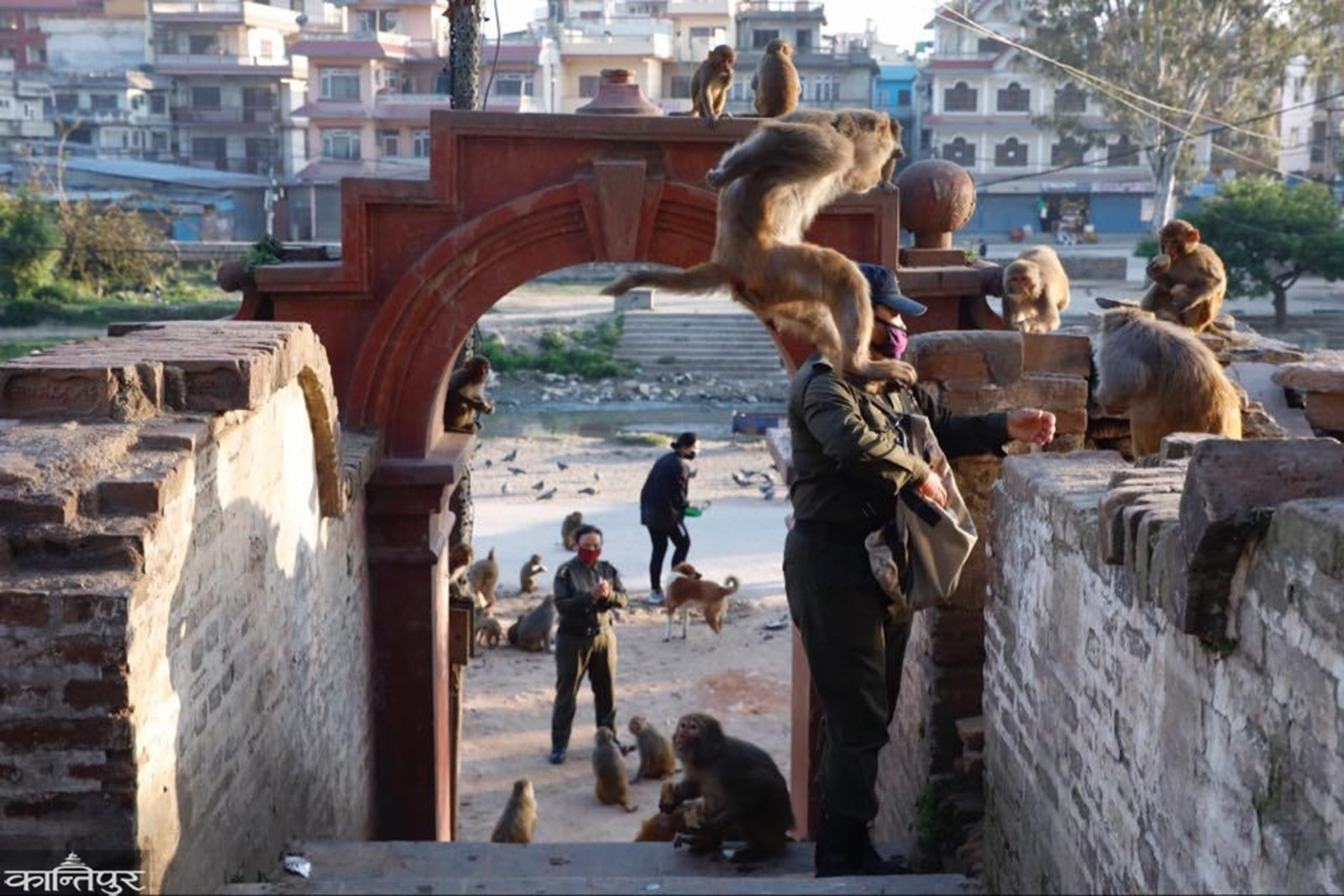 foto-portada-reportaje-voluntarios-al-rescate-de-macacos-en-nepal-dando-de-comer-a-los-monos4.jpg