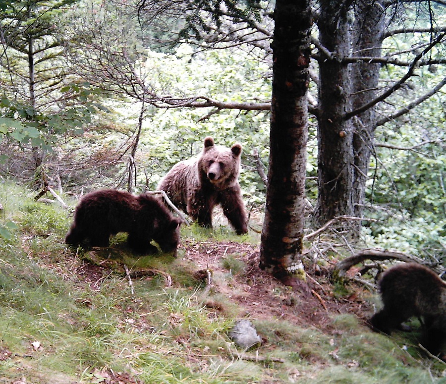 Crece la población de osos en el Pirineo y ya son más de 50