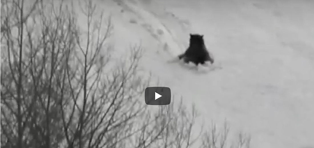 Uno de los ejemplares se desliza esquiando solo por una colina cubierta de nieve sin ser molestado por nadie.