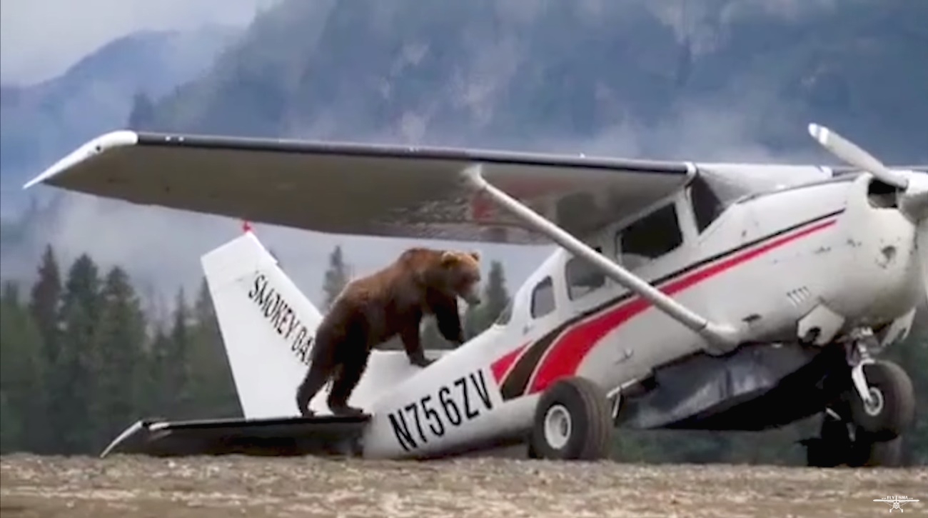 Momento en el que el oso sube a la avioneta.