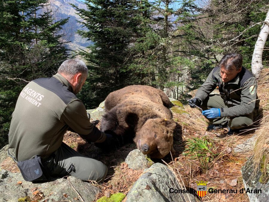 Localizan muerto en la Vall d’Aran al oso Cachou