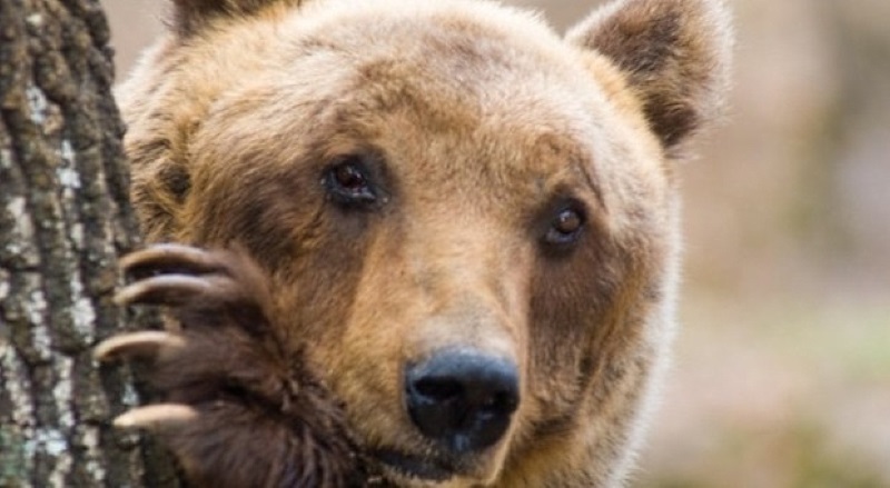 Oso pardo. Su peso varía, desde los 100 hasta los 600 kg.