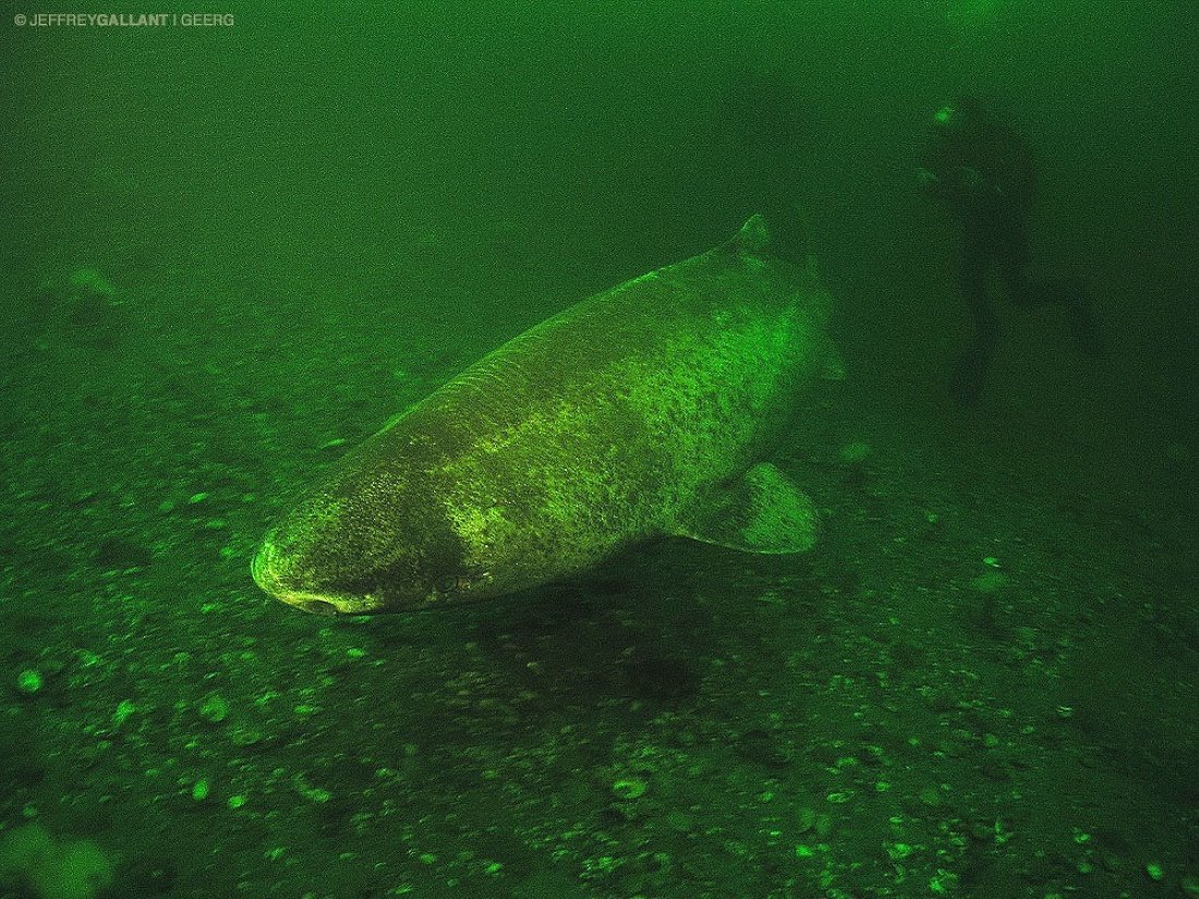 Photo © Jeffrey Gallant | GEERG.ca vía Greenland Shark Research