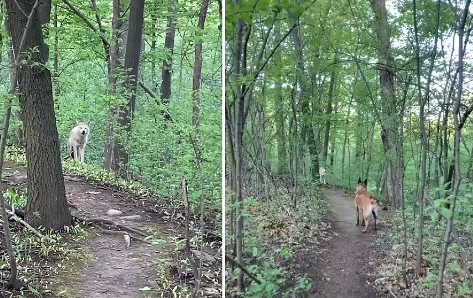 Tenso encuentro con un lobo blanco filmado el 27 de mayo en Oakville