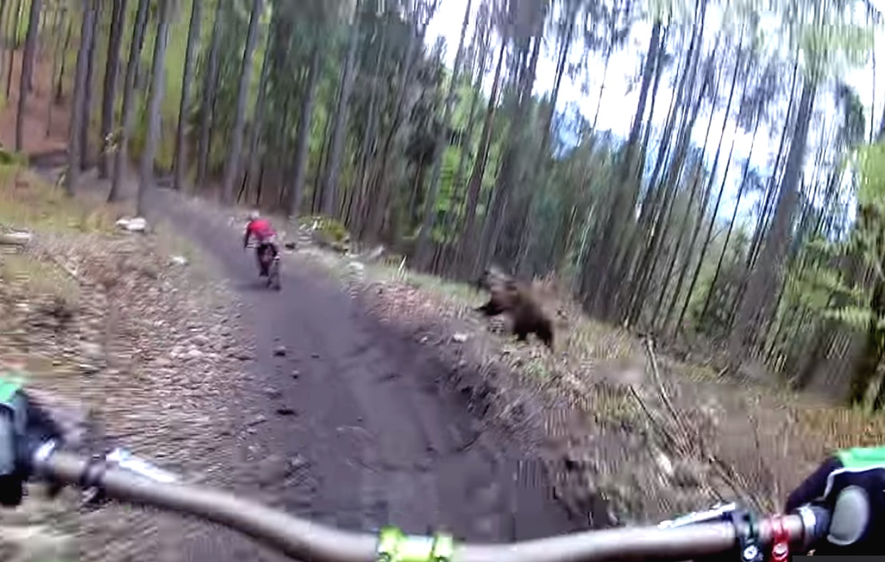 Vídeo: un oso falla en su intento de atrapar un biker en los bosques de Eslovaquia