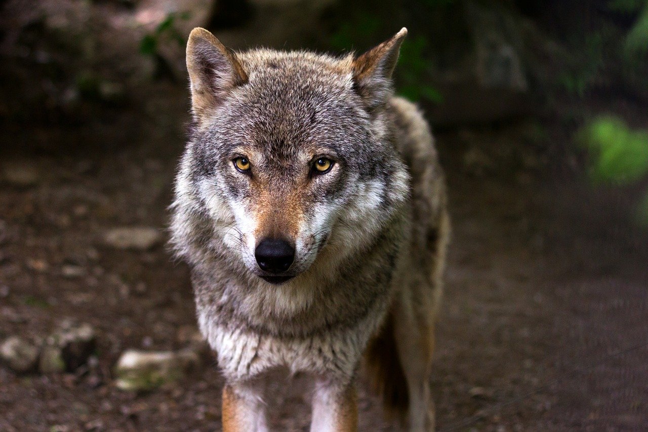 Hay unos 7.000 lobos en la provincia de Alberta.