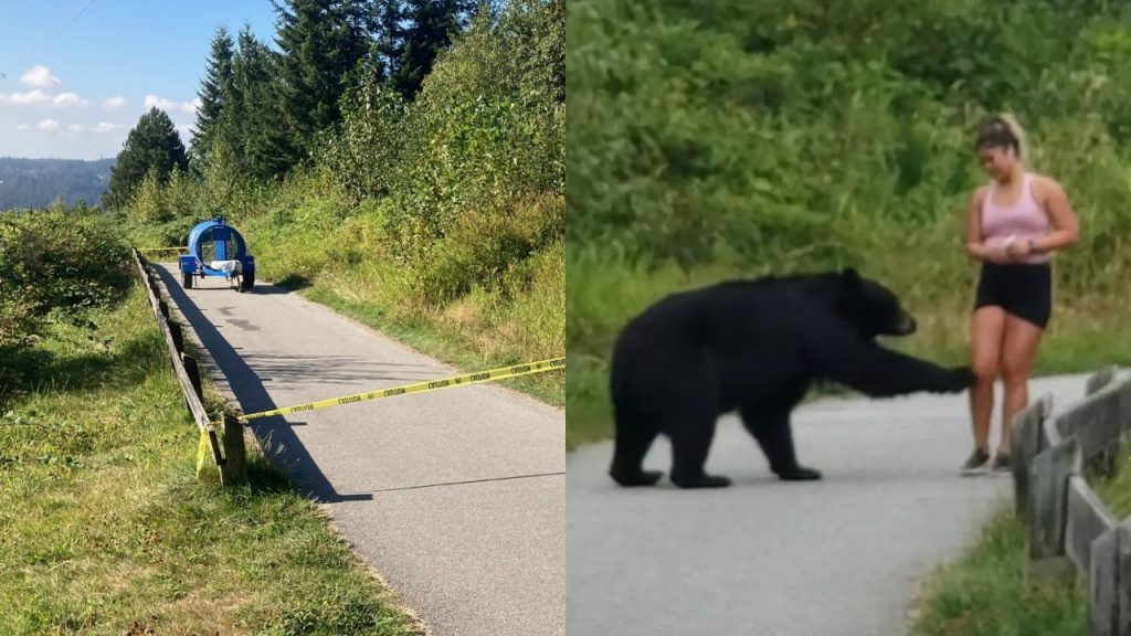 Fotomontaje de la trampa para capturar al oso negro y éste en el momento de "tocar" a la mujer que caminaba por el sendero.