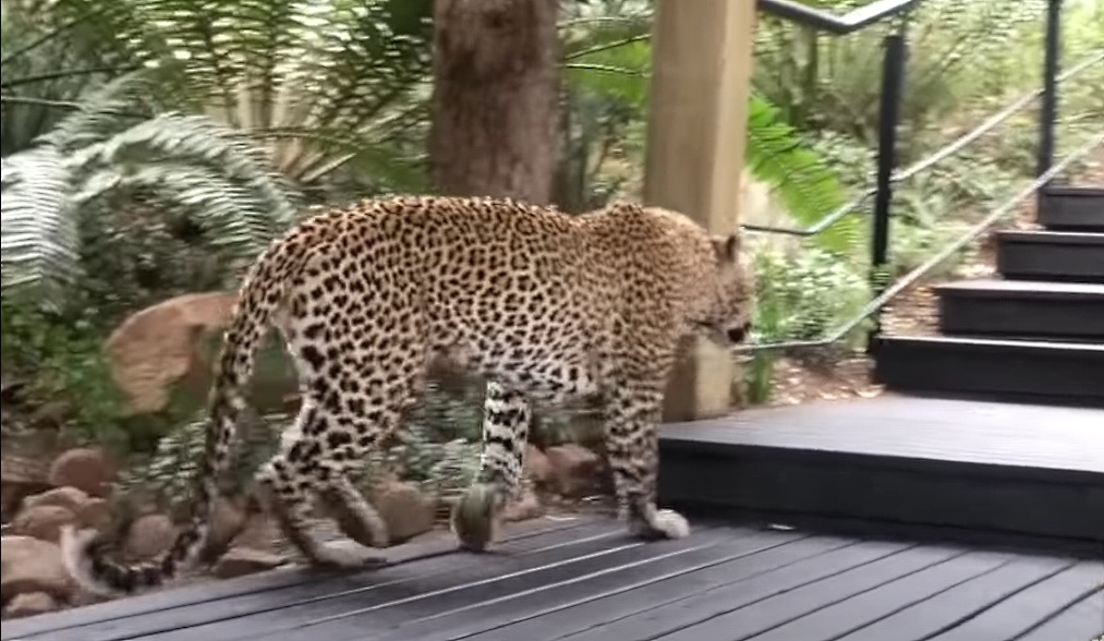 Un leopardo busca comida en… un restaurante a plena luz del día