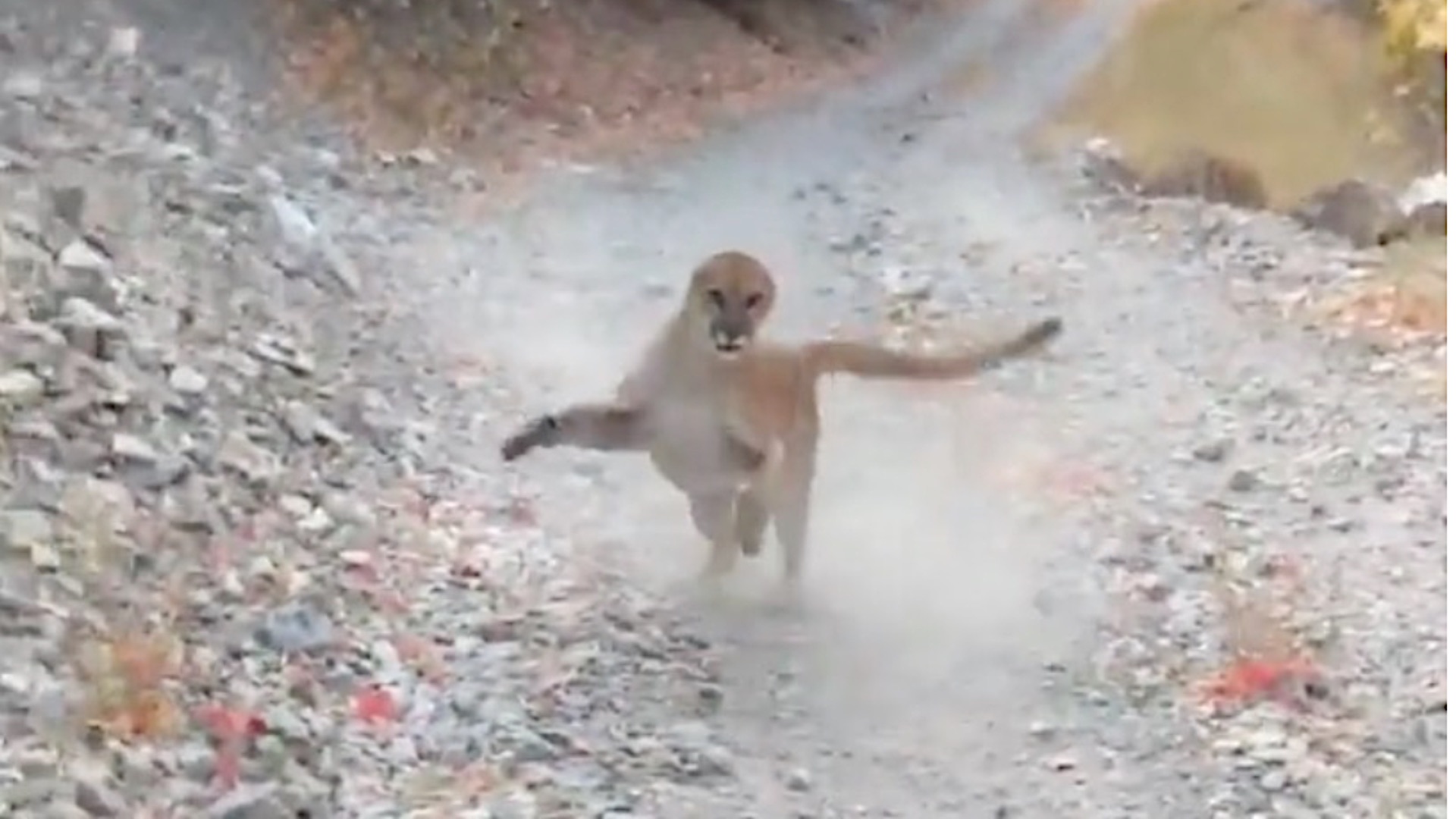 Un puma amenaza a un excursionista “solo” porque quería filmar a sus cachorros en Utah