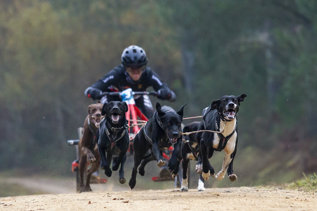 El mushing español va camino a la tierra de Soria