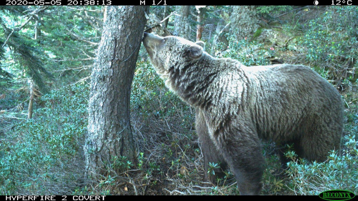 La población de osos en los Pirineos sigue creciendo y llega a 64 ejemplares