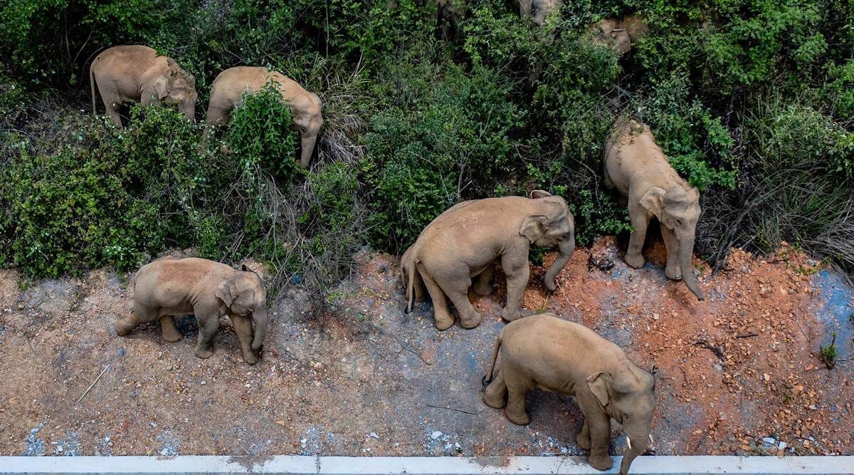 Una manada de elefantes siembra el caos en China tras escaparse de una reserva natural