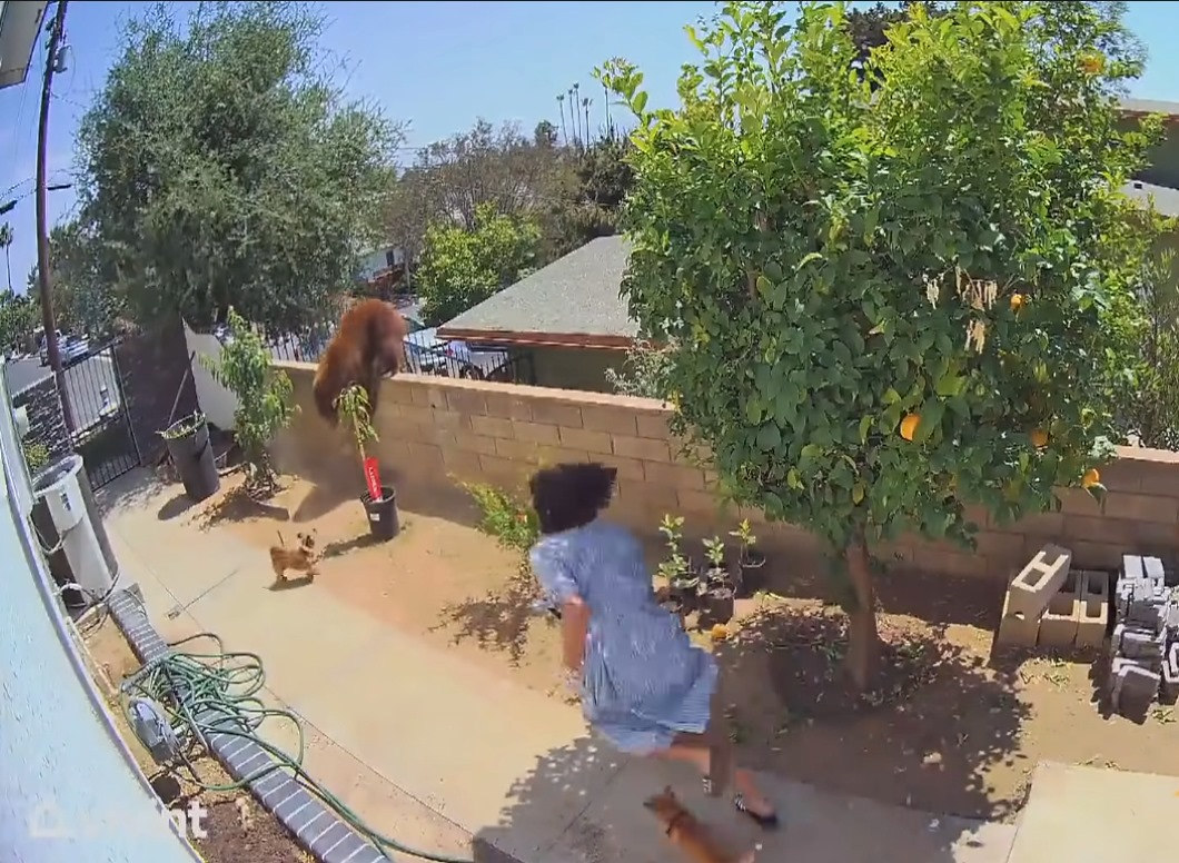 Vídeo: Una joven empuja a un oso para proteger a sus perros cuando intentaba entrar en el patio de casa