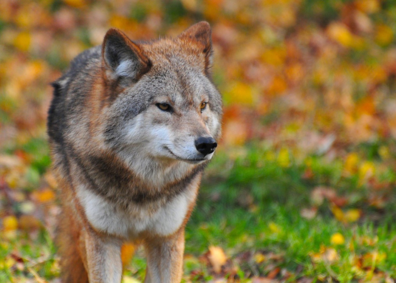 Graban a un lobo junto al refugio de Coma de Vaca, en el Pirineo catalán