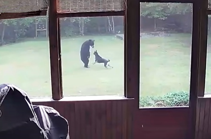 Vídeo: Un perro juega con un oso en el patio trasero y no se convierte en su almuerzo...