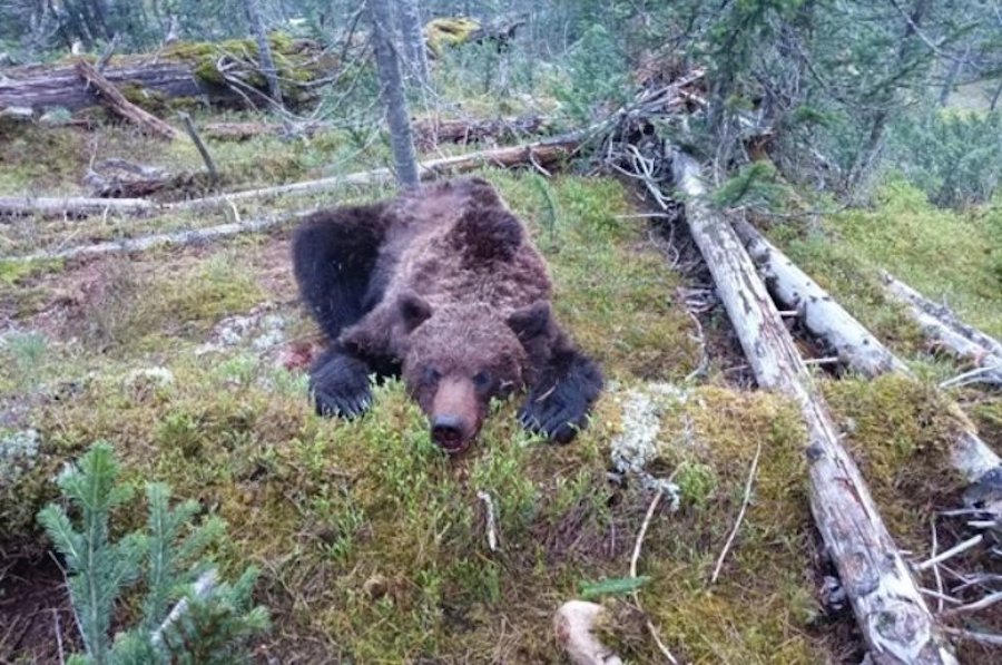 Cierran un parque natural en Siberia debido al ataque de los osos a los turistas