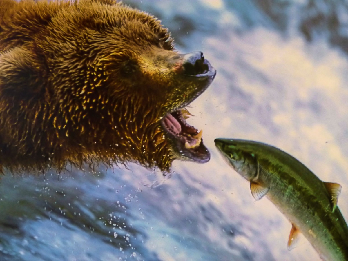 Vídeo: Las impactantes imágenes de los osos pescando salmones en Brooks Falls (Alaska)