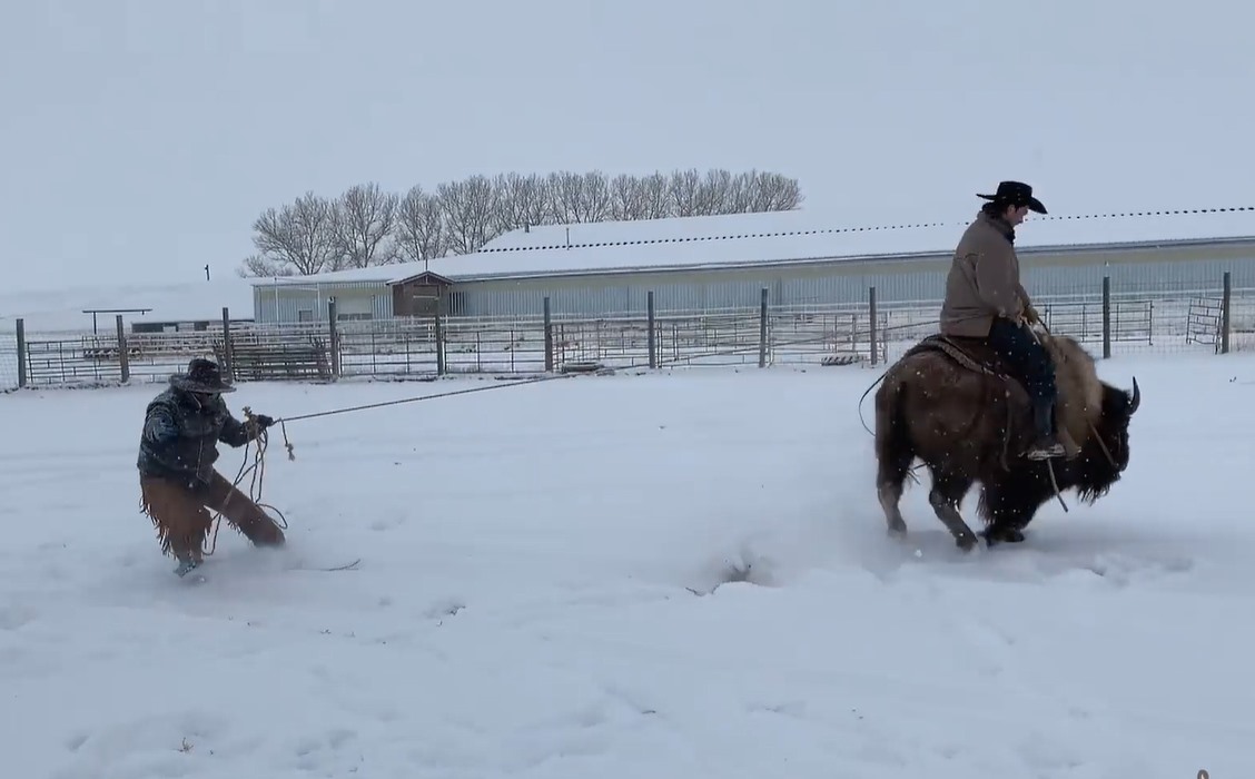 Skijoring: Practicando snowboard arrastrado por un bisonte