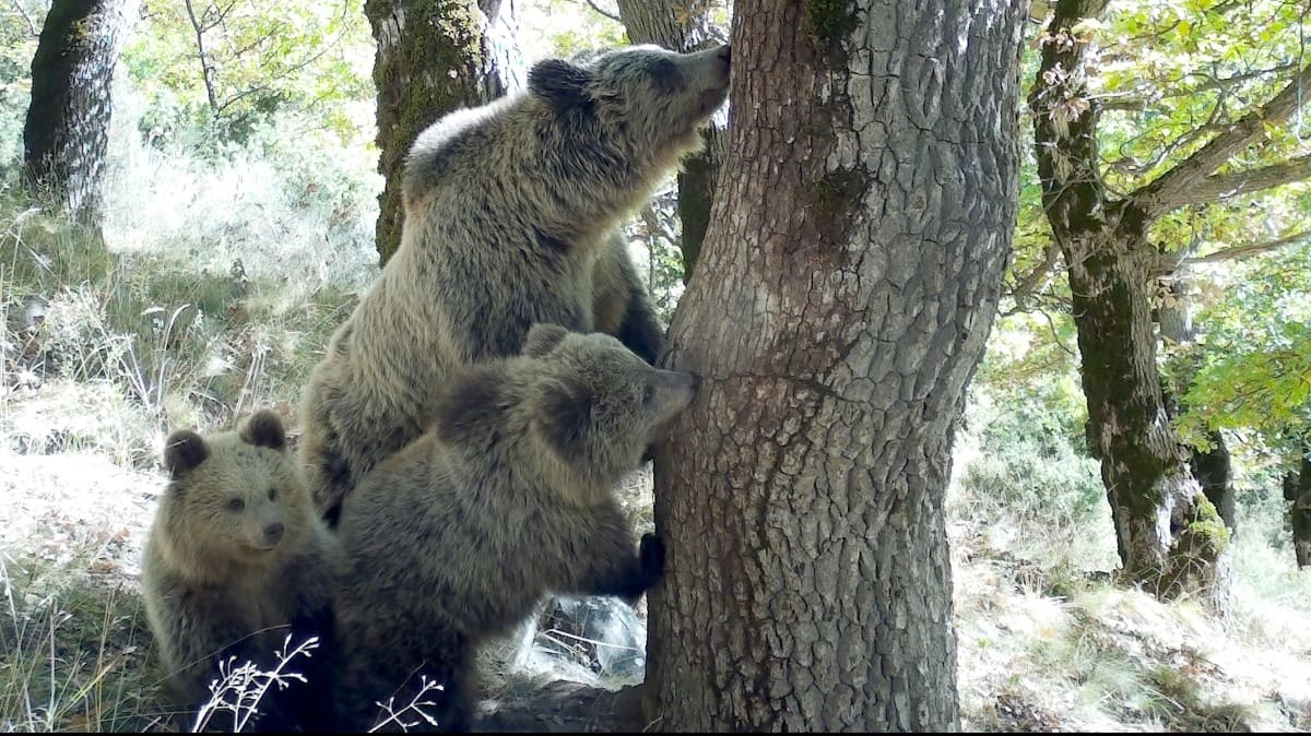 El programa LoupO ha contabilizado un mínimo de 70 osos y 8 lobos en el Pirineo