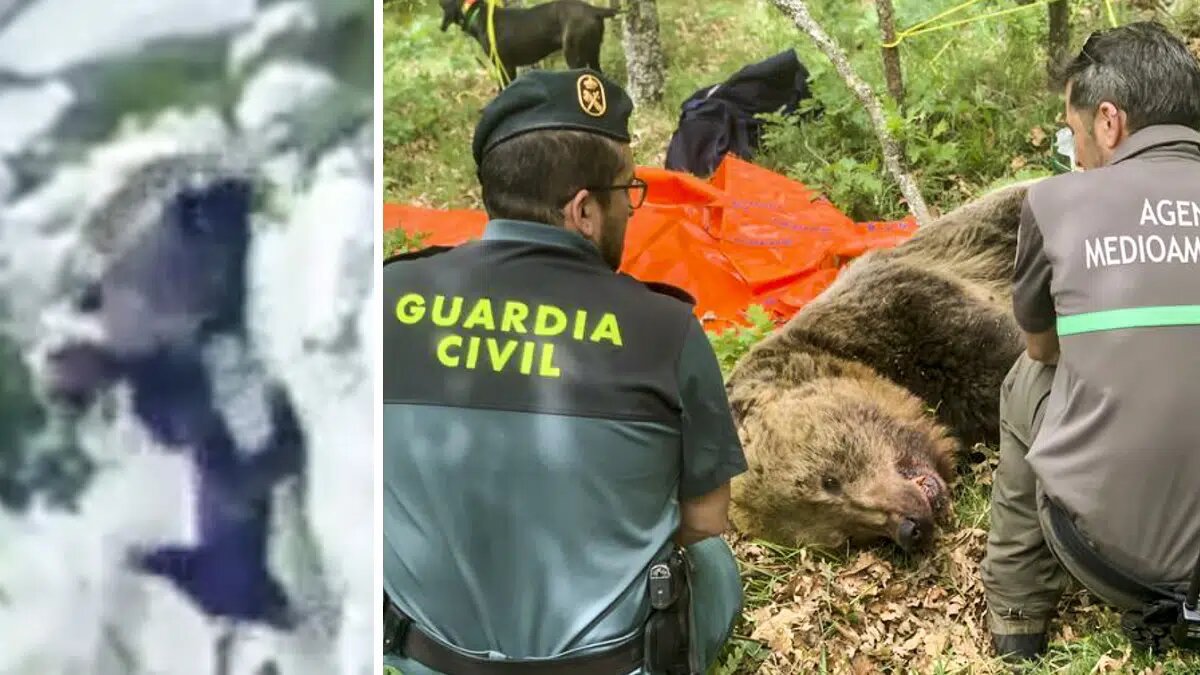Una osa salva a su cría tras una pelea con un macho en celo en Palencia