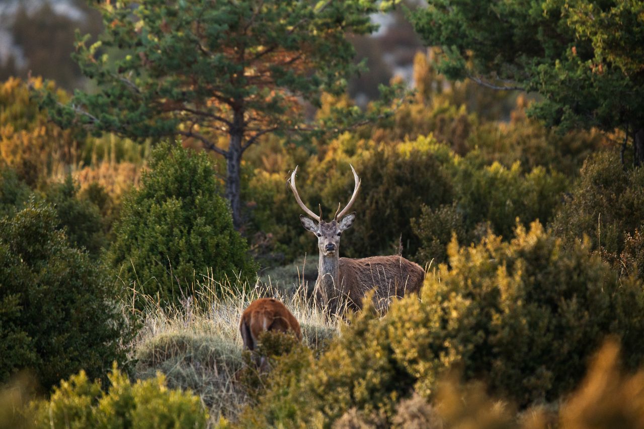 La berrea del ciervo, la excusa para hacer ecoturismo en Lleida este otoño