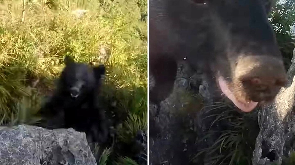 El increíble vídeo de un excursionista luchando contra un oso en una montaña de Japón 