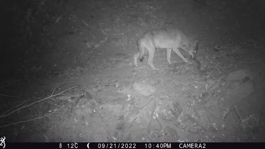 El lobo baja de los Pirineos al mar