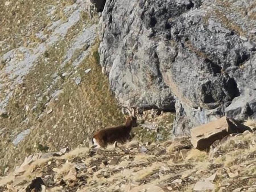 La cabra montés vuelve a Ordesa dos décadas después de su extinción