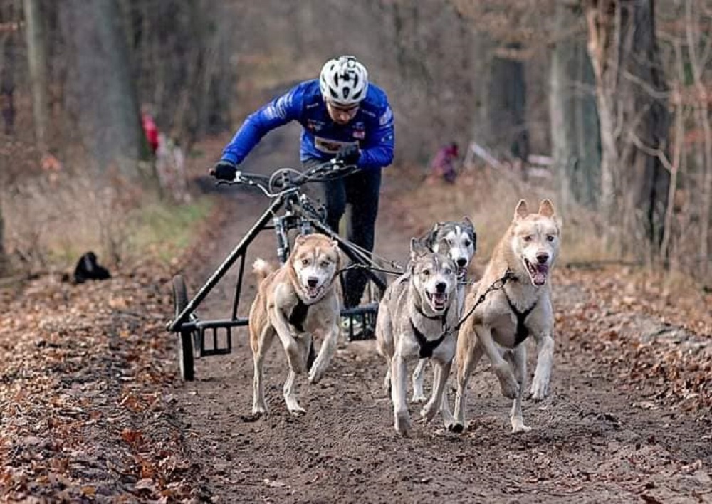 Más de 40 españoles participan en el Campeonato de Europa Mushing Tierra en Alemania