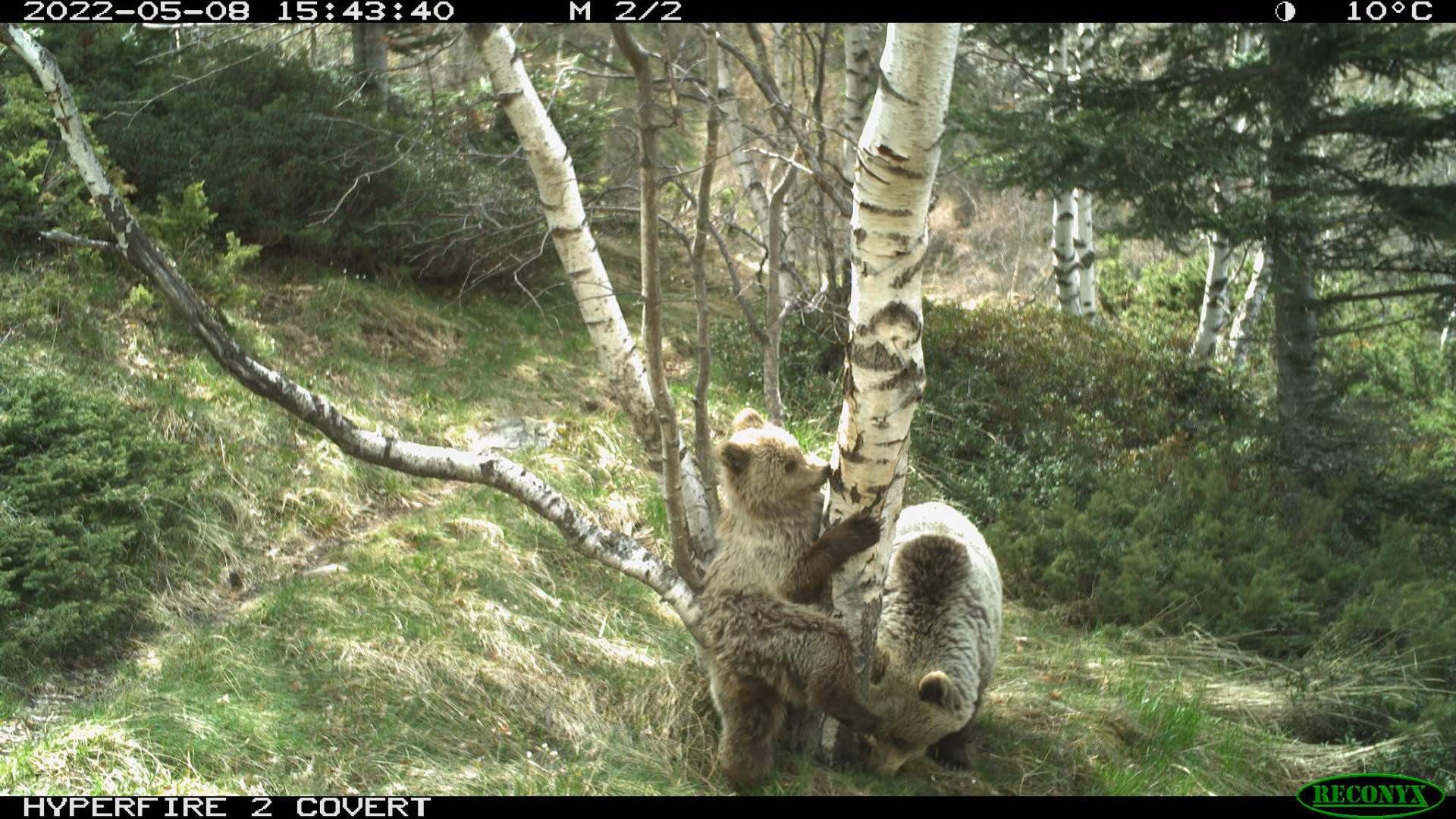 El nacimiento de 13 cachorros aumenta a 76 la población de osos pardo en el Pirineo