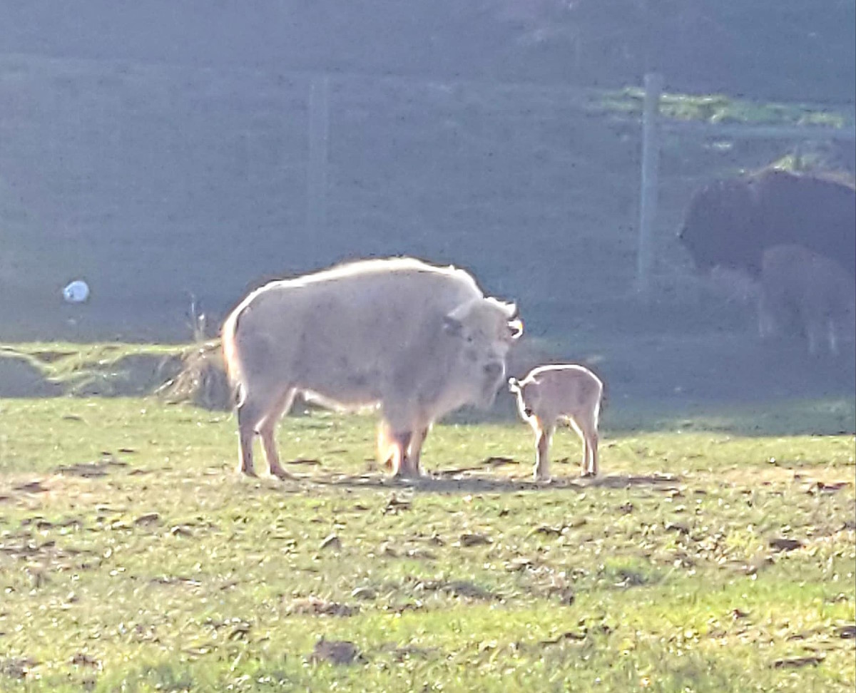 Nace un insólito bisonte blanco en el Parque Estatal de Wyoming
