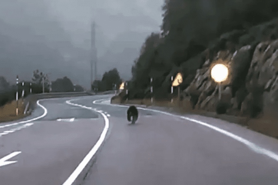 El oso de la Val d‘Aran vuelve a parecer en la carretera de la Bonaigua
