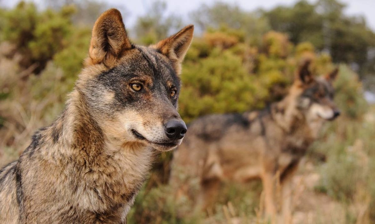 La protección del lobo a debate por considerarlo un peligro potencial para las personas