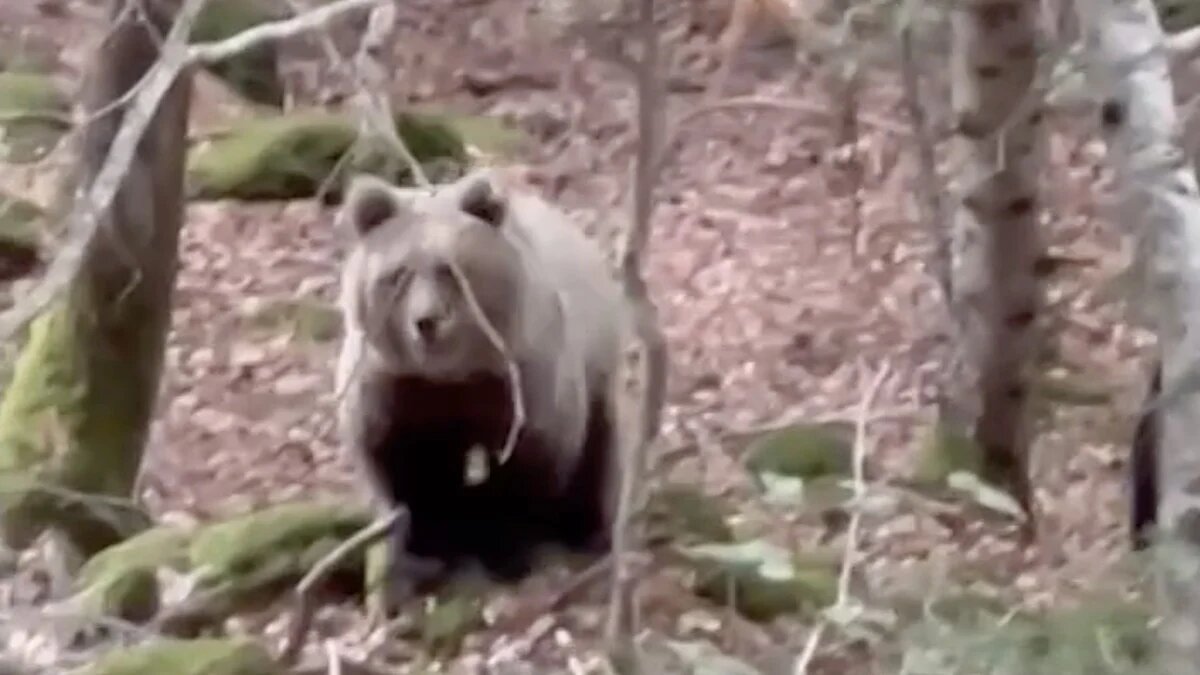 Un buscador de setas graba un vídeo con primeros planos de un oso en la Val d’Aran