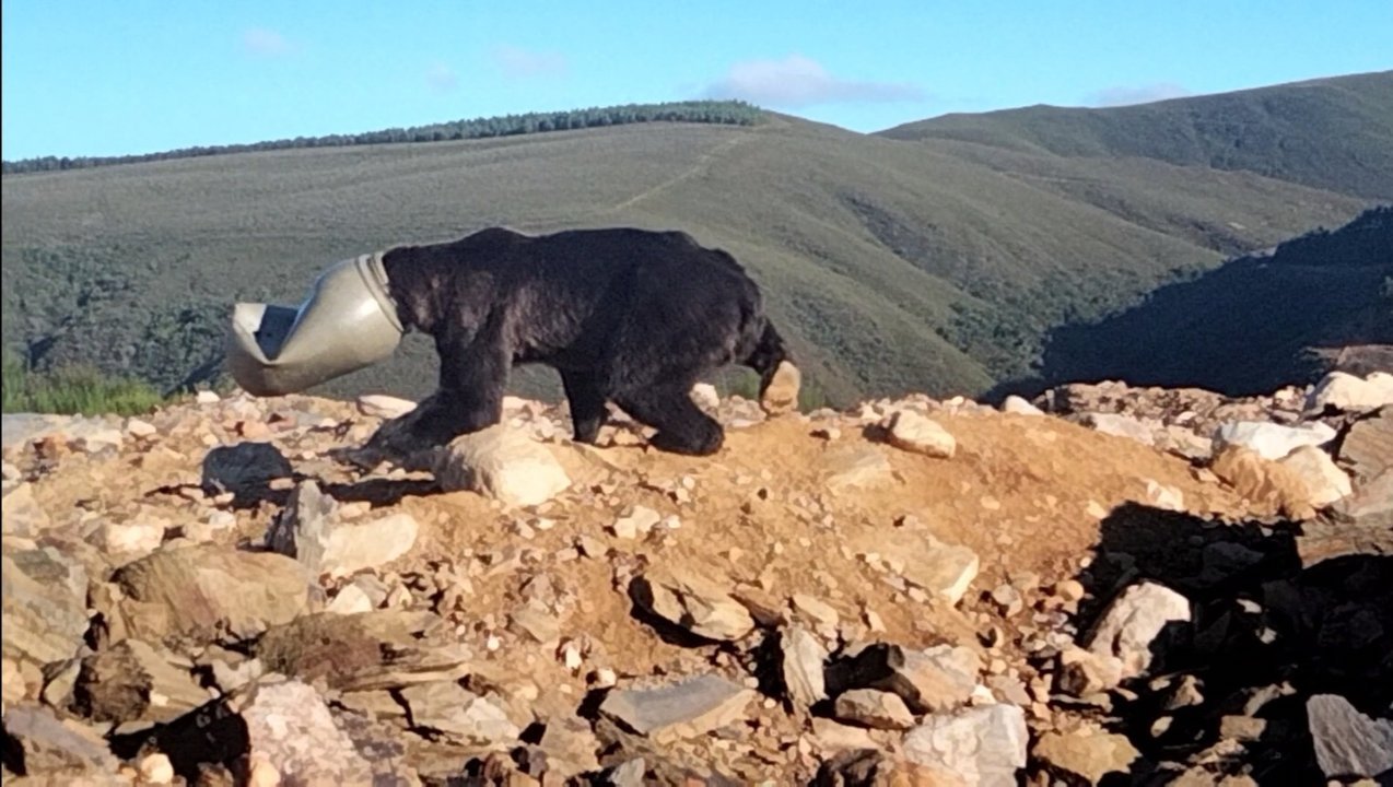 Salvan un oso pardo con la cabeza atrapada en un bidón de plástico en León