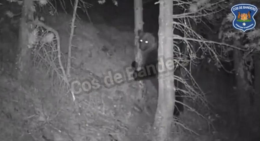 ¿Será el mismo oso o un ejemplar nuevo el que se pasea por Ordino?